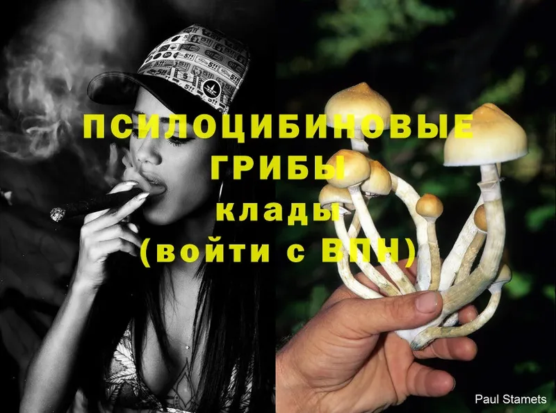 купить наркотик  блэк спрут как войти  Псилоцибиновые грибы Psilocybe  Катайск 